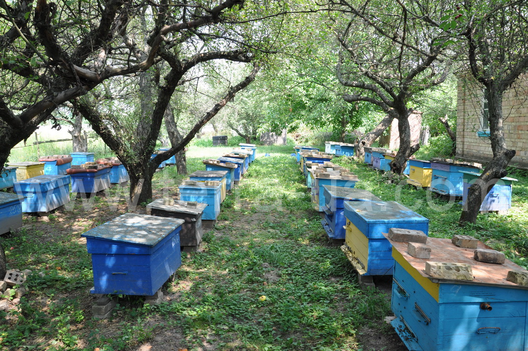 ������ ������� ������� (���������)