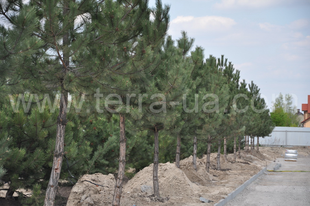 ��� ����������